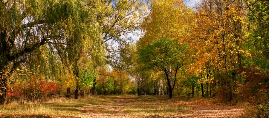 Картина на холсте Осенний лес, арт hd1654101